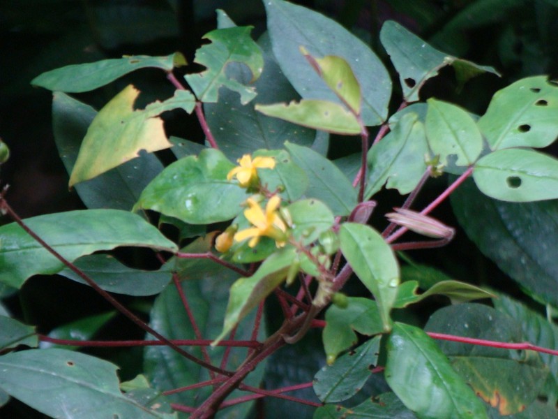 Oxalis jamesonii photo 2