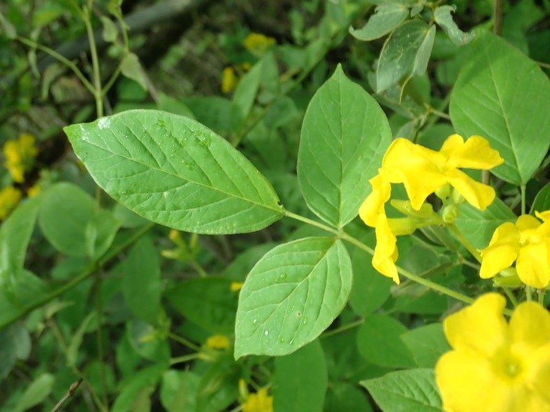 Oxalis jasminifolia