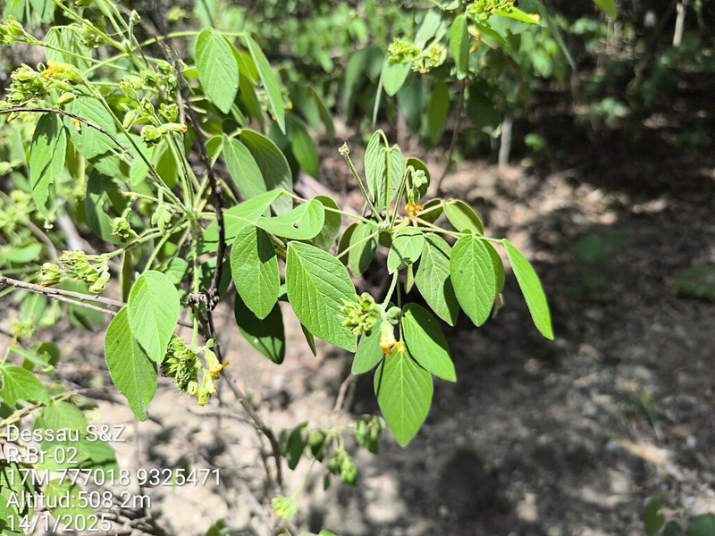 Oxalis jasminifolia photo 3