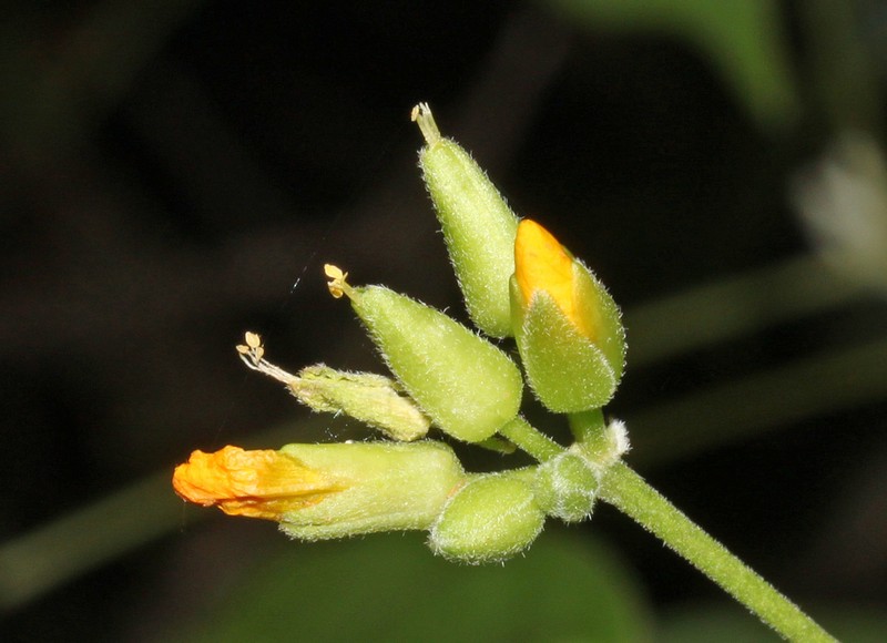 Oxalis jasminifolia photo 4