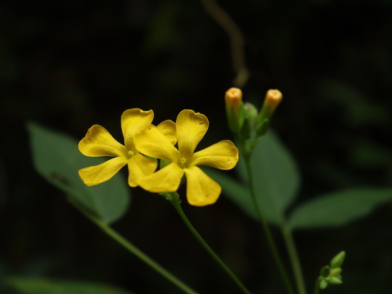 Oxalis jasminifolia photo 5