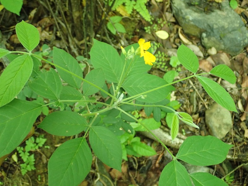 Oxalis jasminifolia photo 6