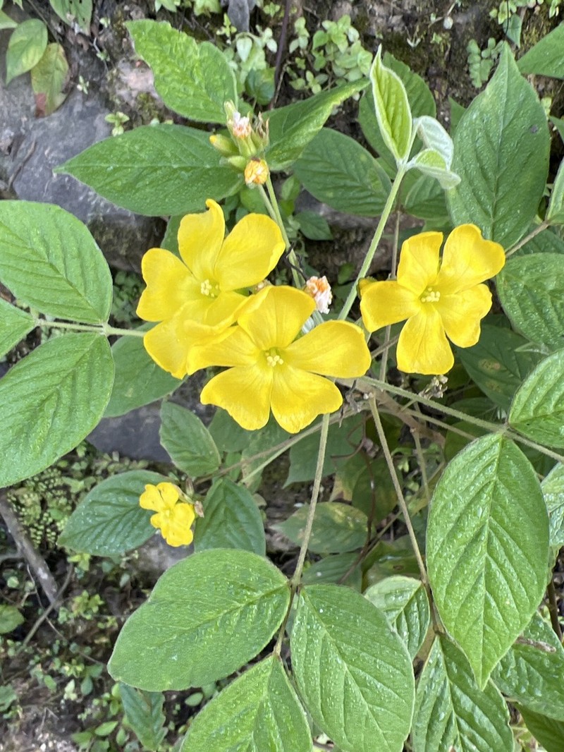 Oxalis jasminifolia photo 7