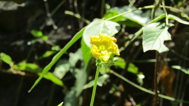 Oxalis jasminifolia photo 8
