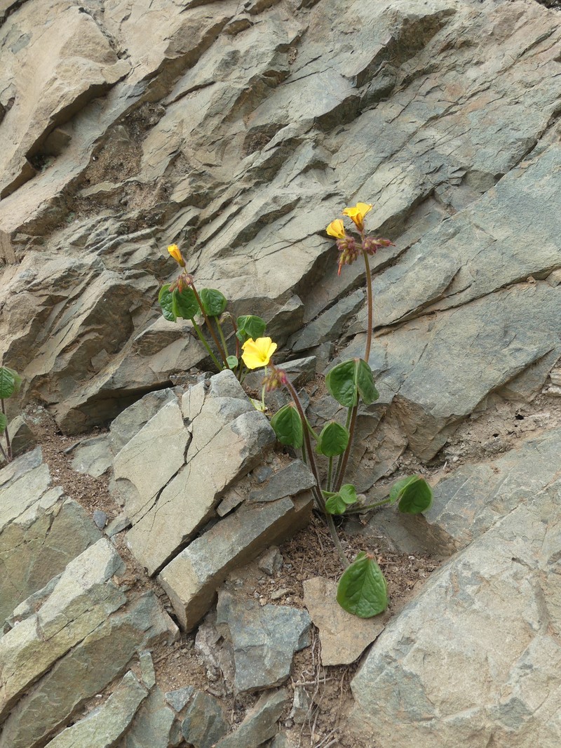 Oxalis johnstonii photo 3