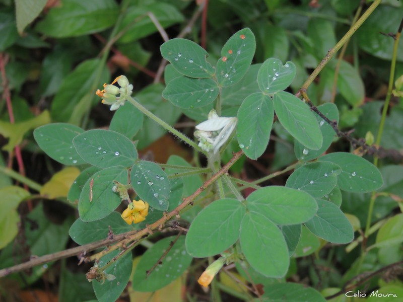 Oxalis juruensis