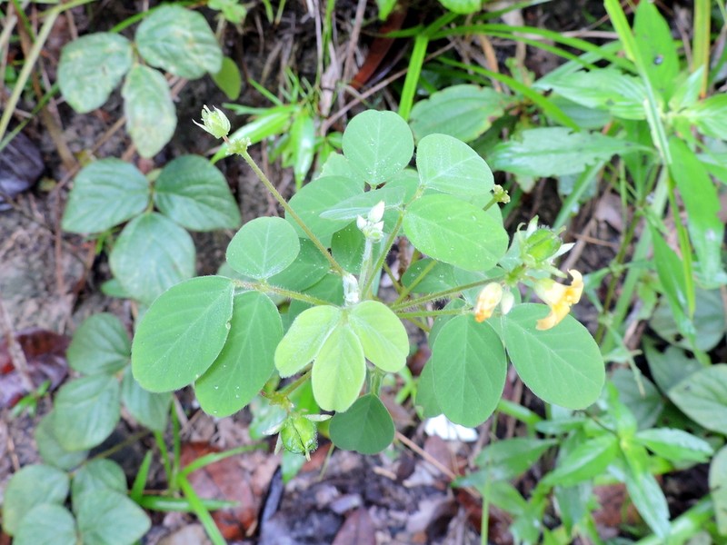 Oxalis juruensis photo 2