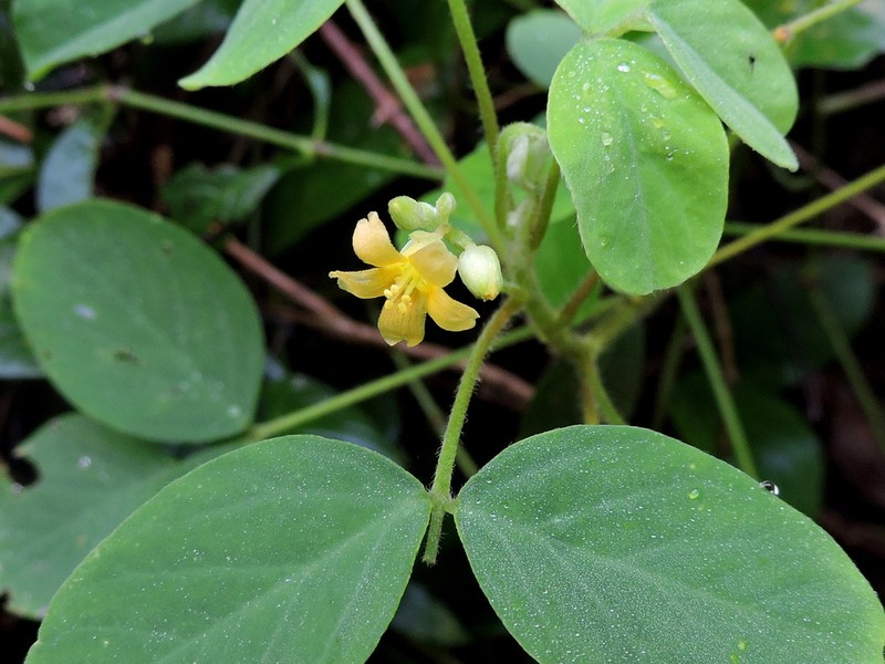 Oxalis juruensis photo 5