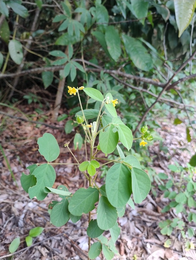 Oxalis juruensis photo 6