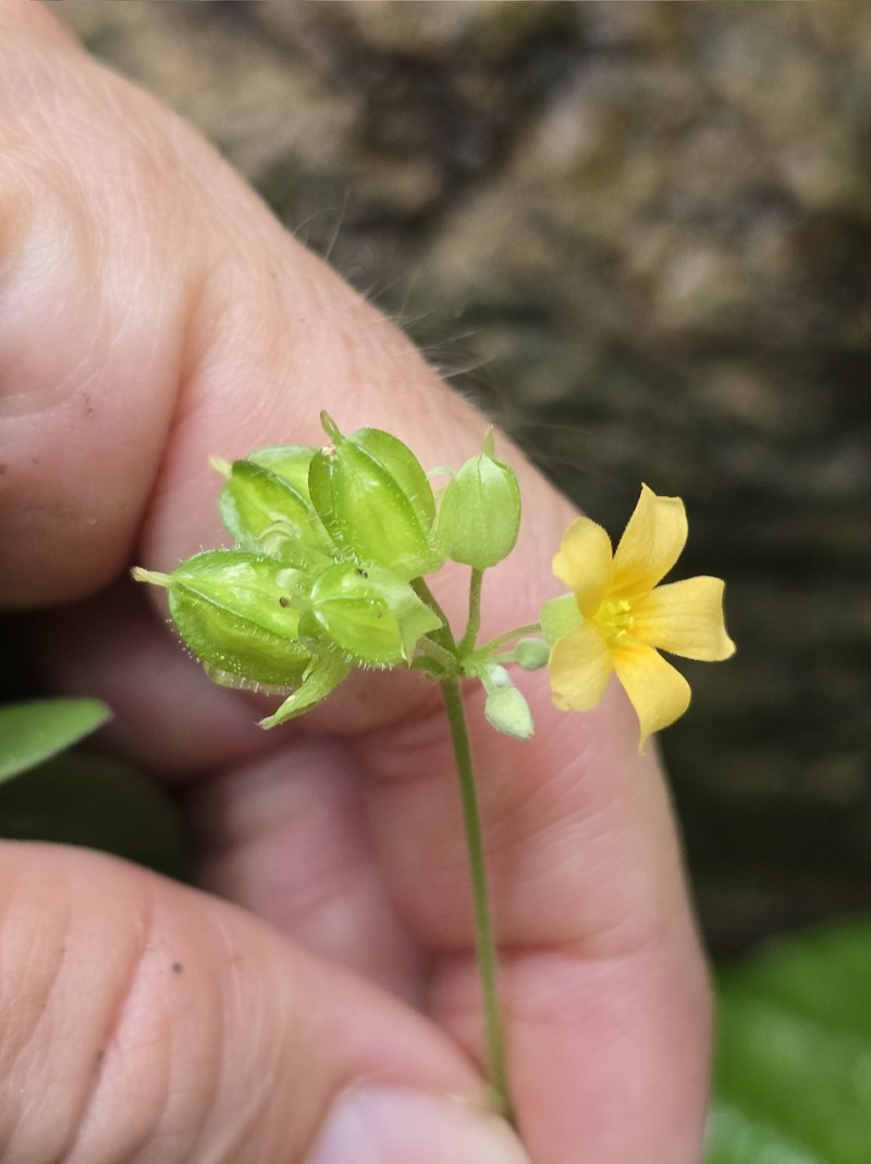 Oxalis juruensis photo 7
