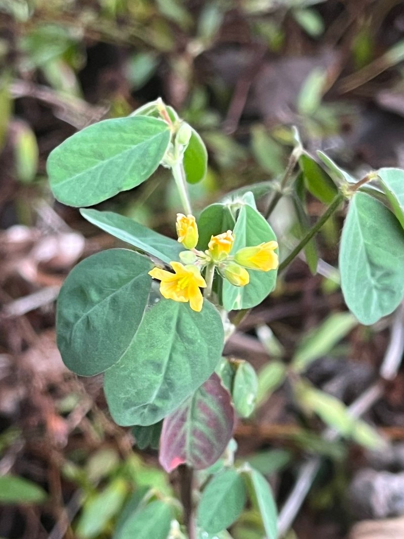 Oxalis juruensis photo 8