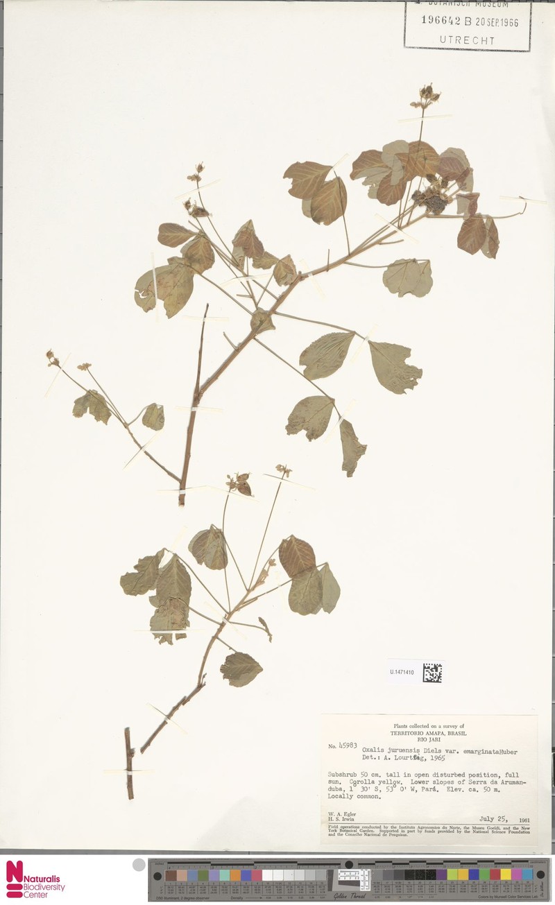 Oxalis juruensis var. emarginata