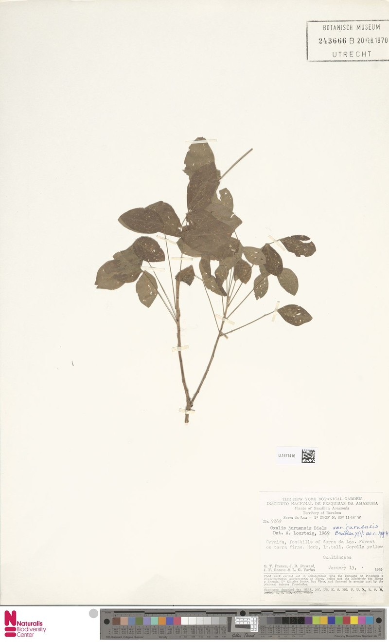 Oxalis juruensis var. juruensis