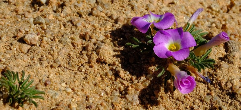Oxalis kamiesbergensis