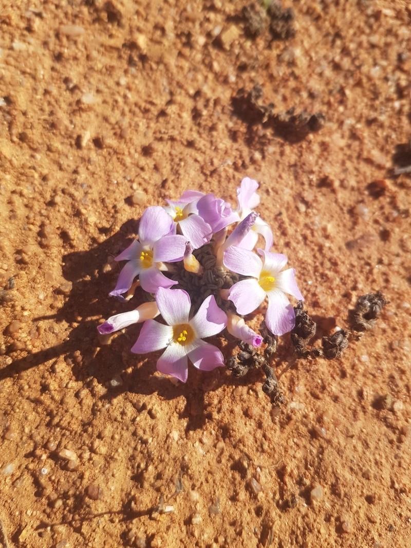 Oxalis kamiesbergensis photo 2