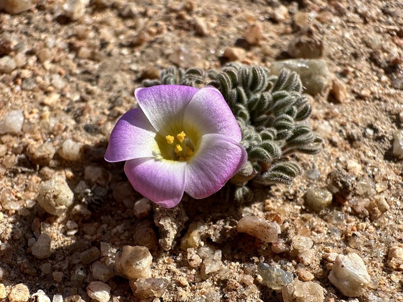 Oxalis kamiesbergensis photo 3