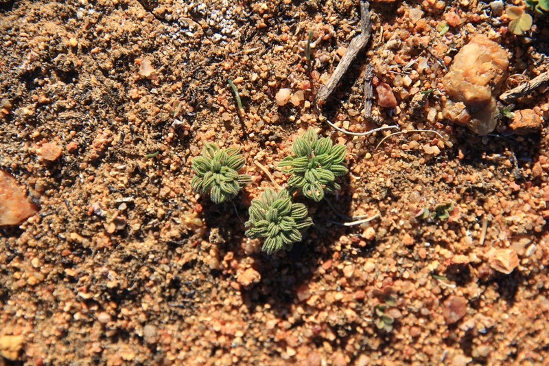 Oxalis kamiesbergensis photo 4