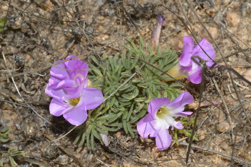 Oxalis kamiesbergensis photo 5