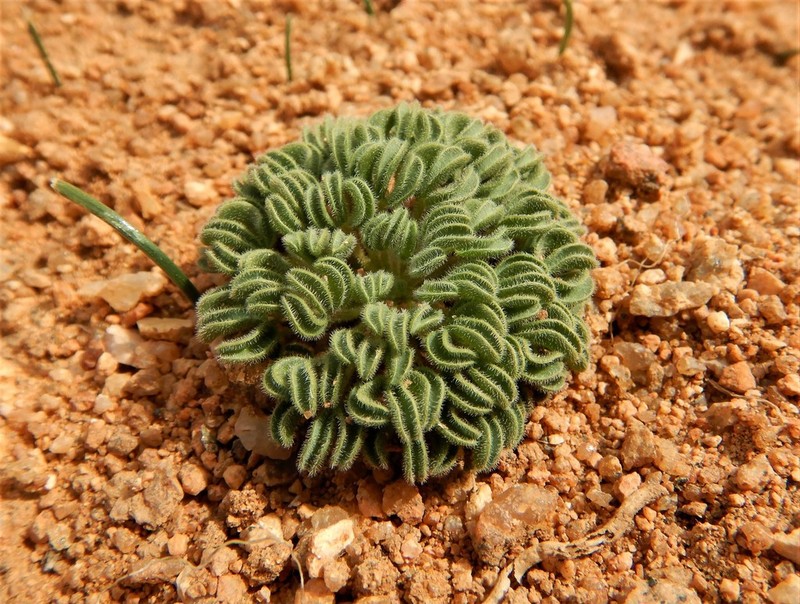 Oxalis kamiesbergensis photo 7