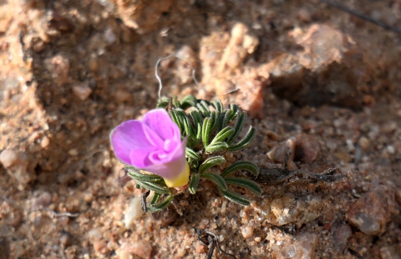Oxalis kamiesbergensis photo 8