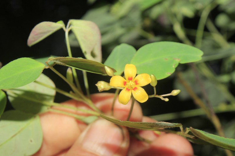 Oxalis killipii photo 2