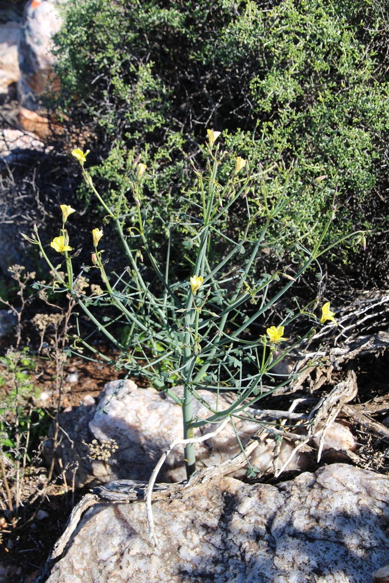 Oxalis knuthiana
