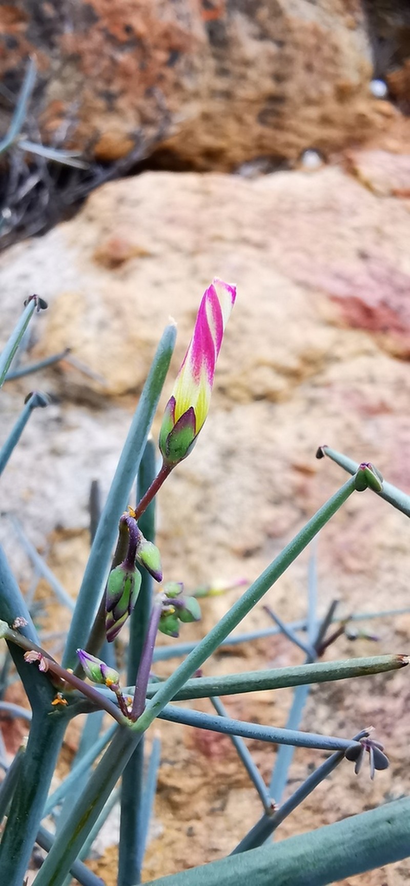 Oxalis knuthiana photo 2