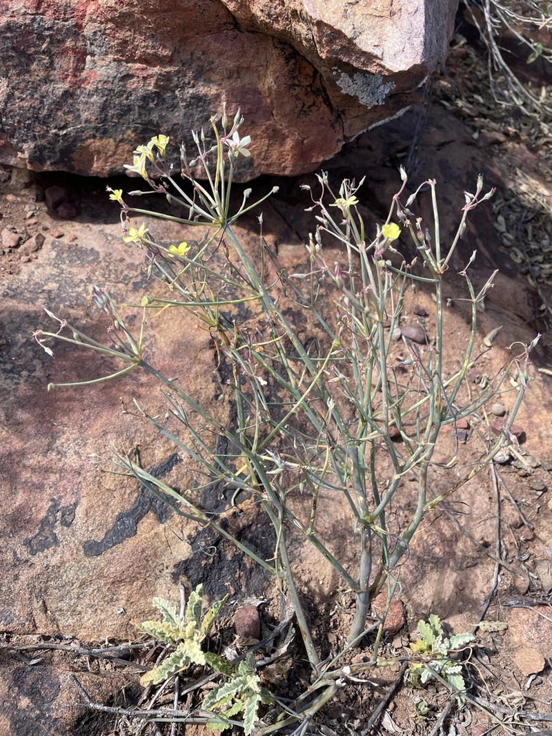 Oxalis knuthiana photo 3