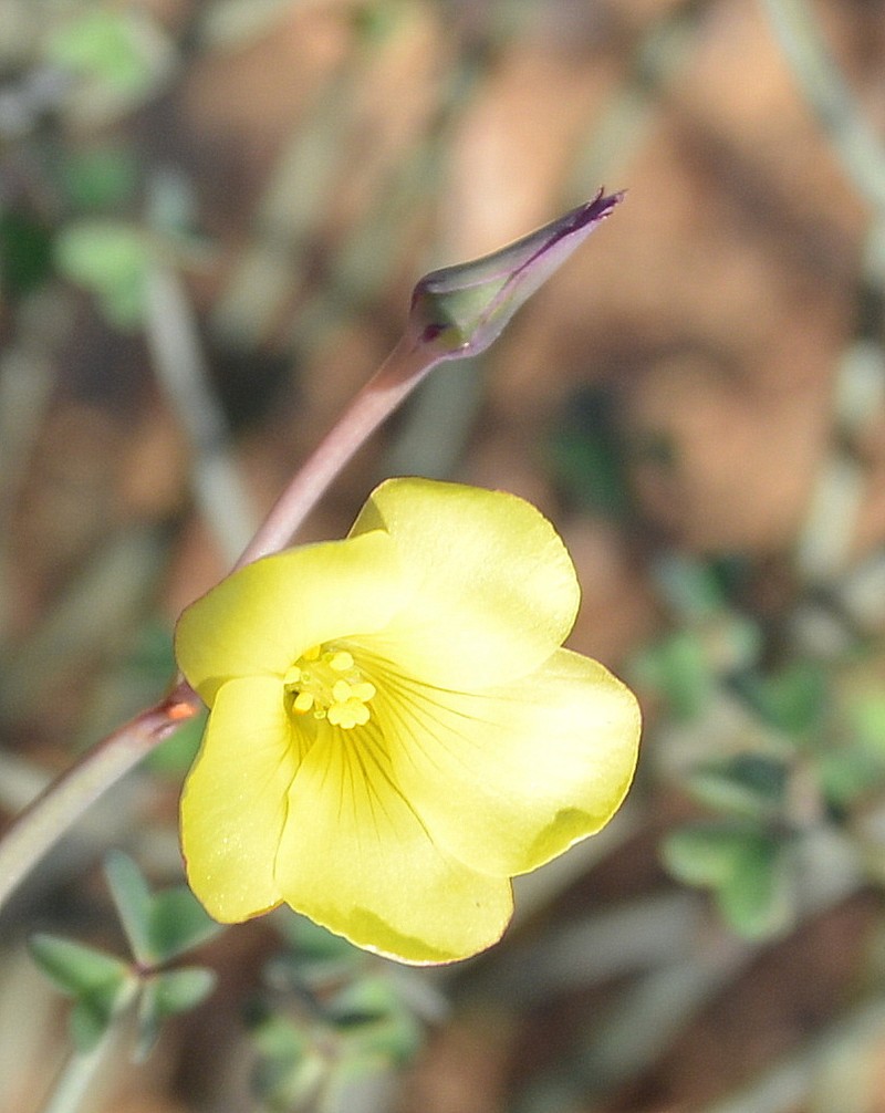 Oxalis knuthiana photo 4
