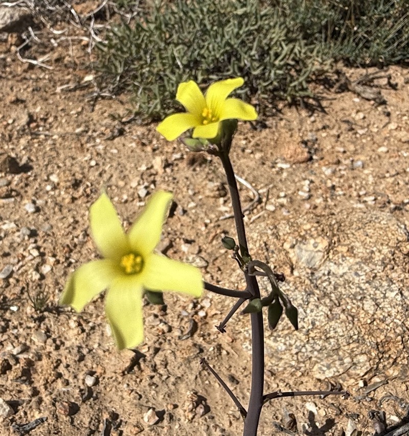 Oxalis knuthiana photo 5