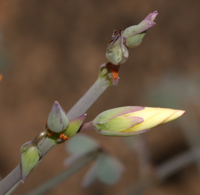 Oxalis knuthiana photo 6