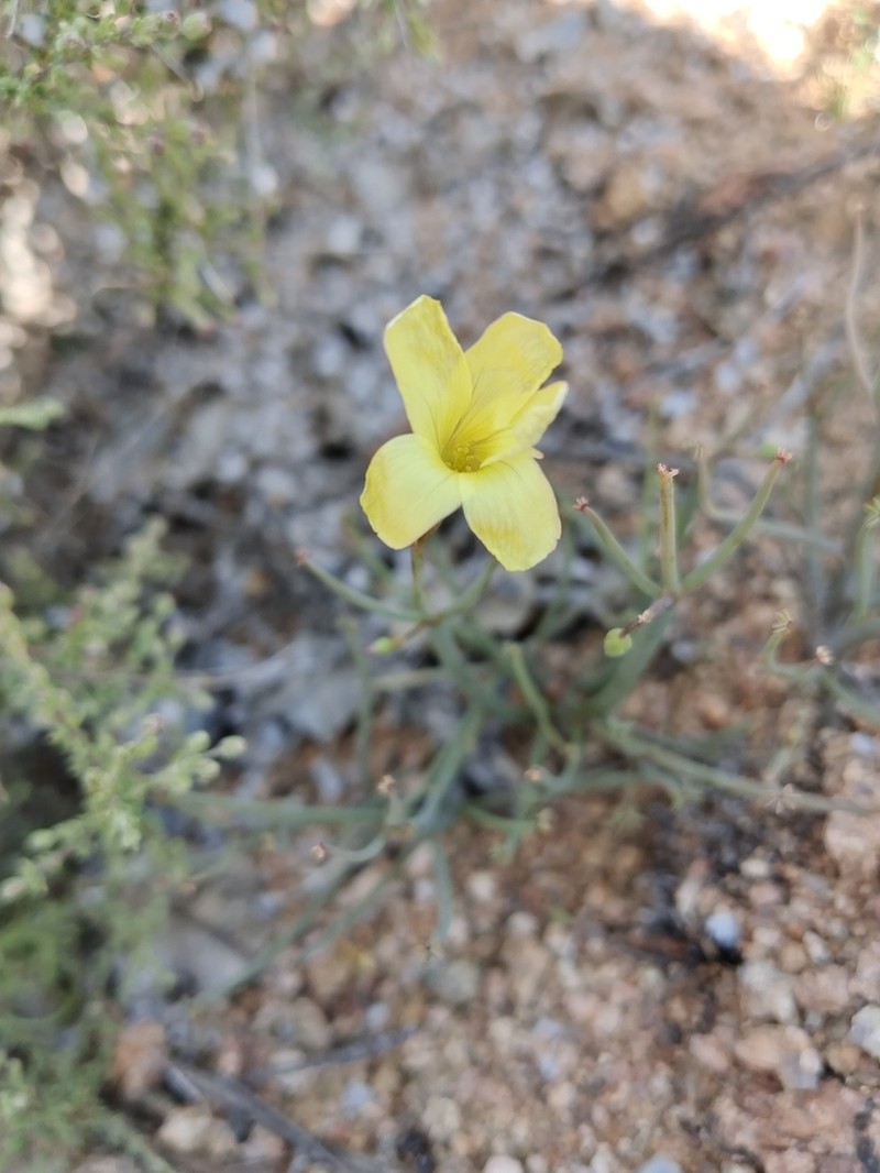 Oxalis knuthiana photo 7