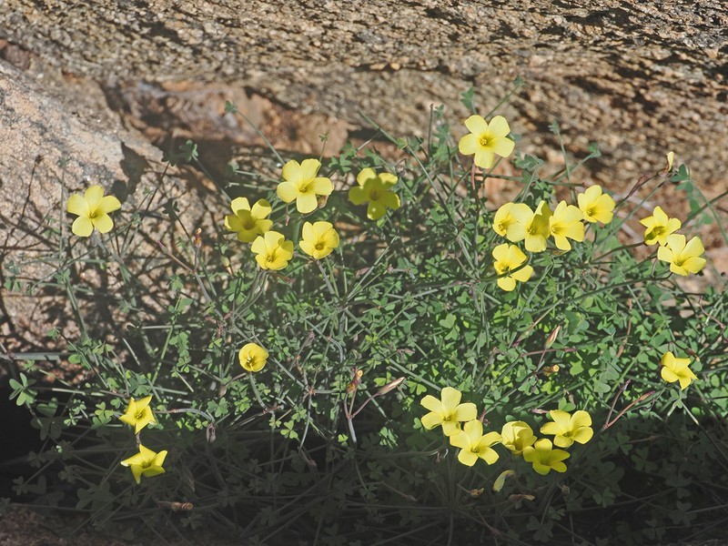 Oxalis knuthiana photo 8