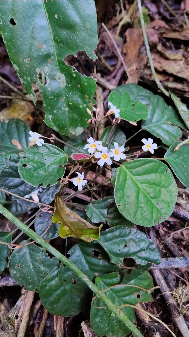 Oxalis kuhlmannii