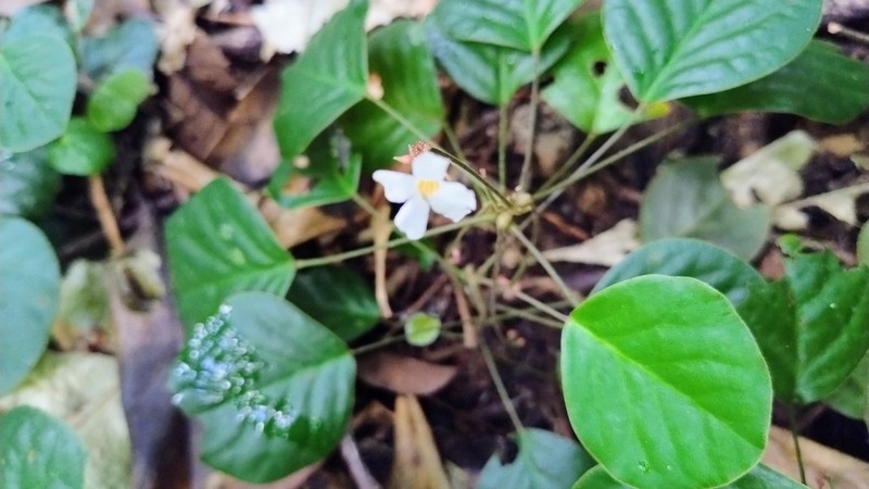 Oxalis kuhlmannii photo 2