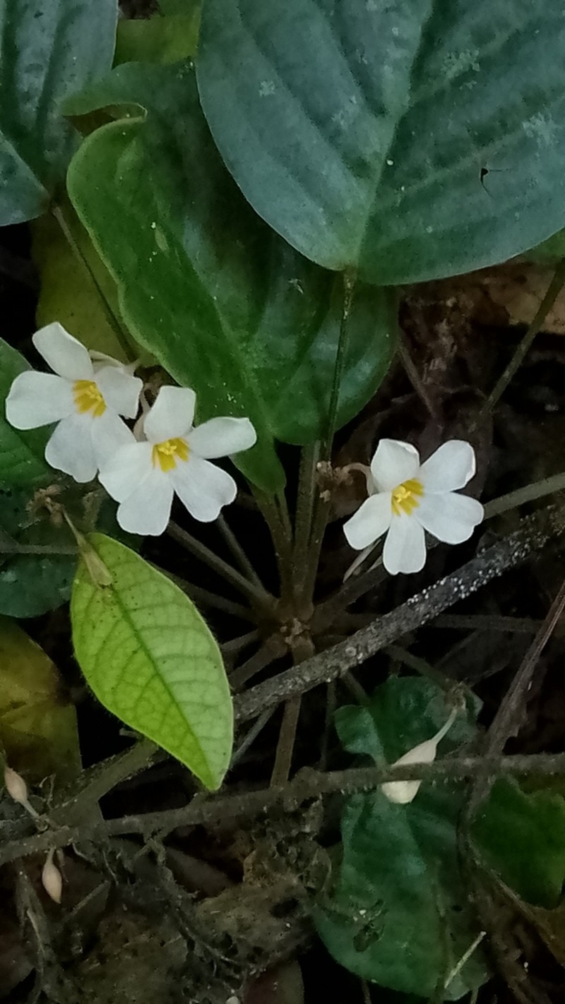 Oxalis kuhlmannii photo 3