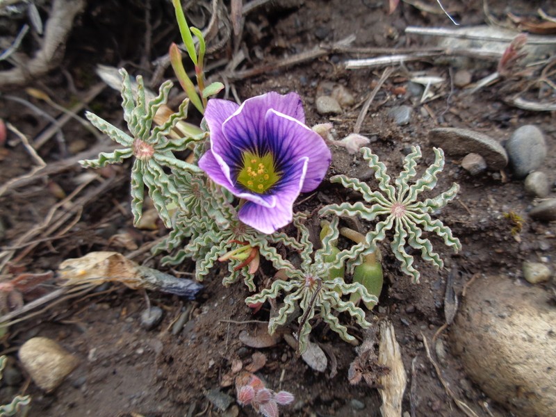 Oxalis laciniata photo 2