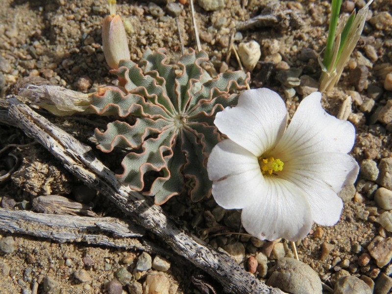 Oxalis laciniata photo 3