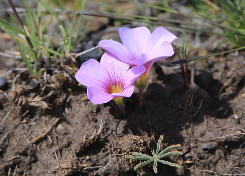 Oxalis laciniata photo 4