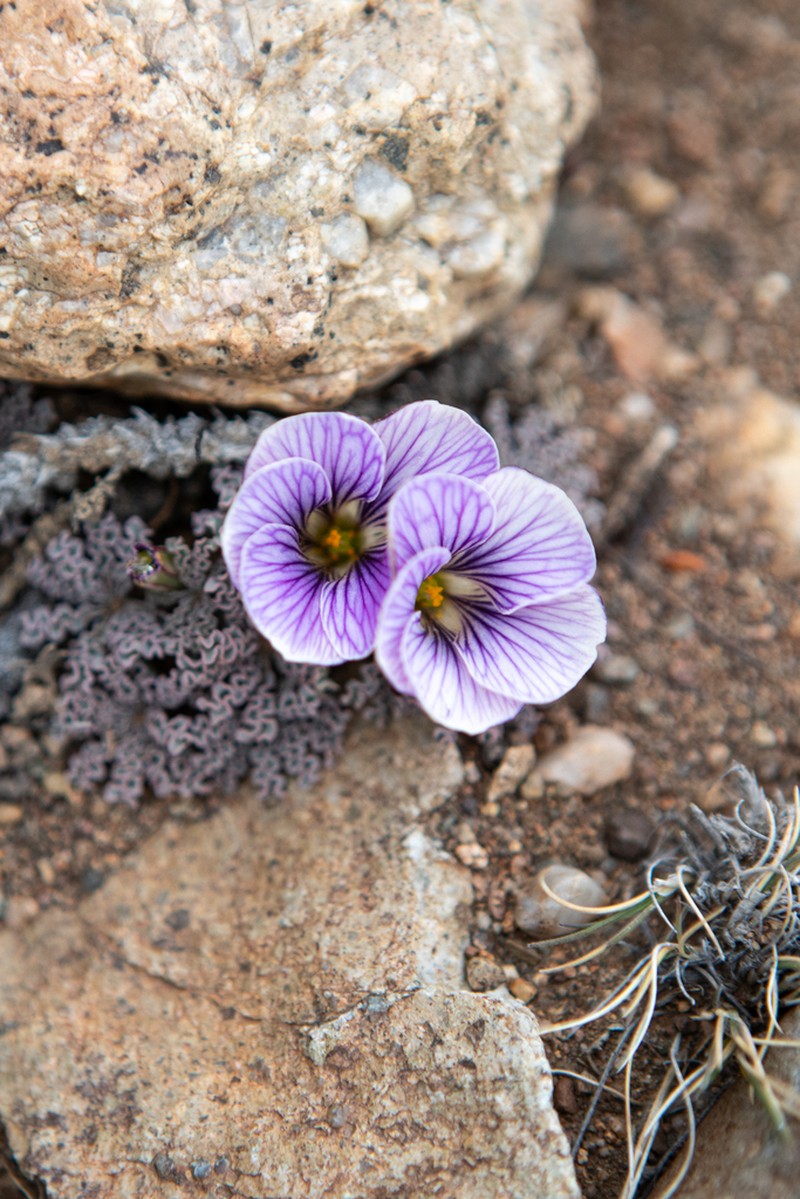 Oxalis laciniata photo 5