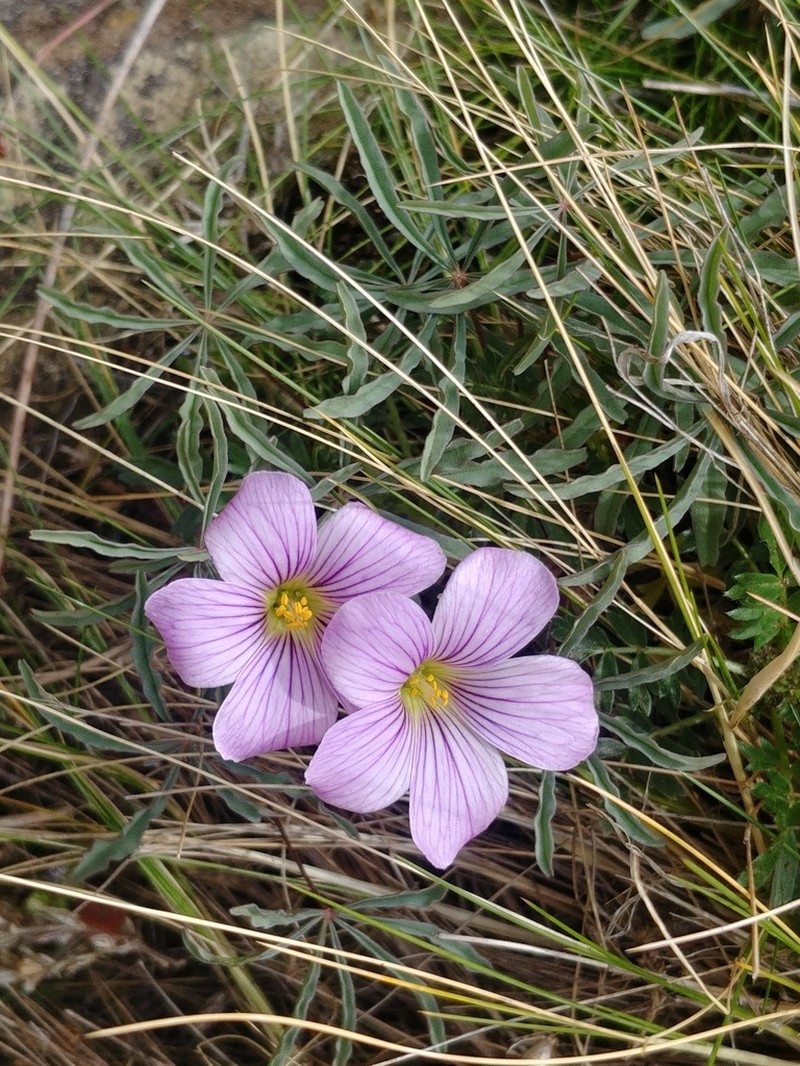 Oxalis laciniata photo 6