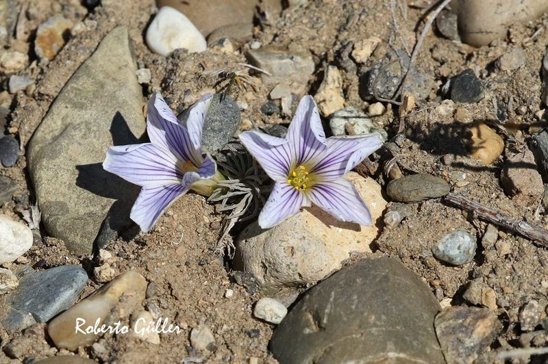 Oxalis laciniata photo 7