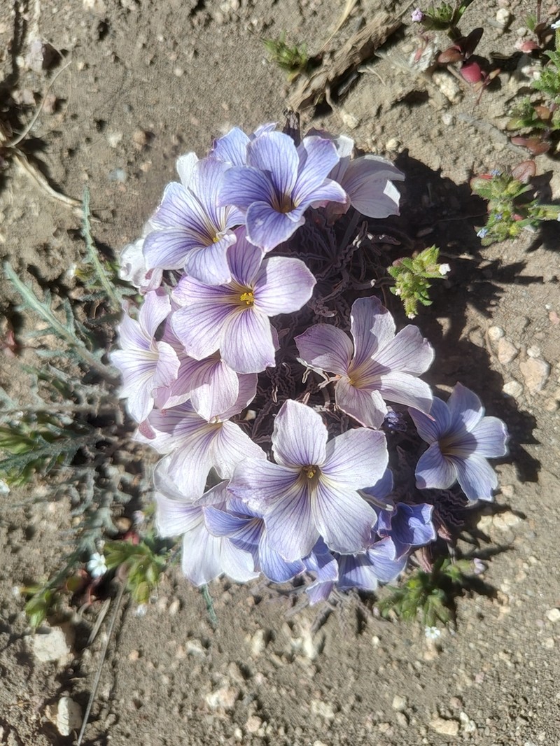 Oxalis laciniata photo 8