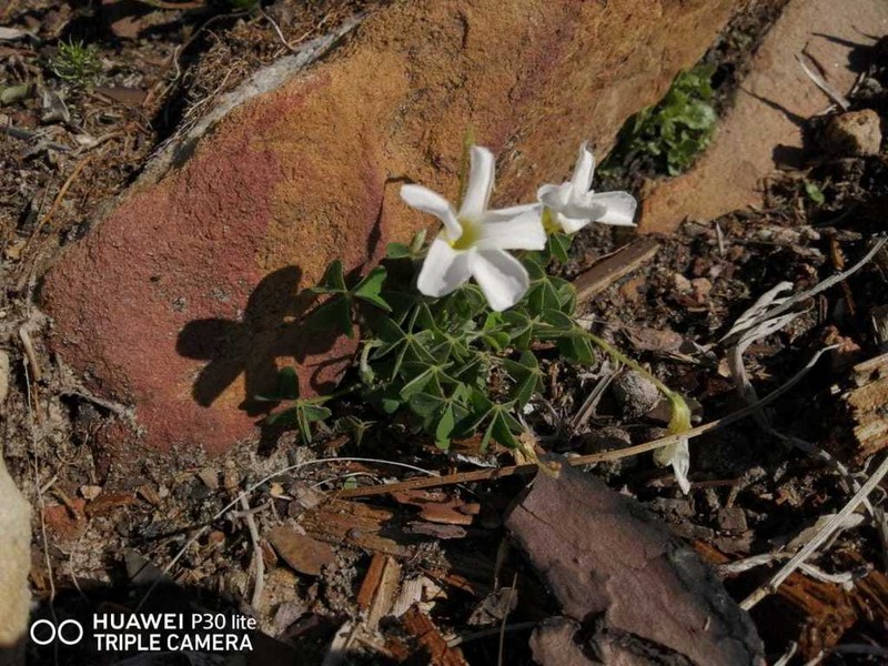 Oxalis lanata