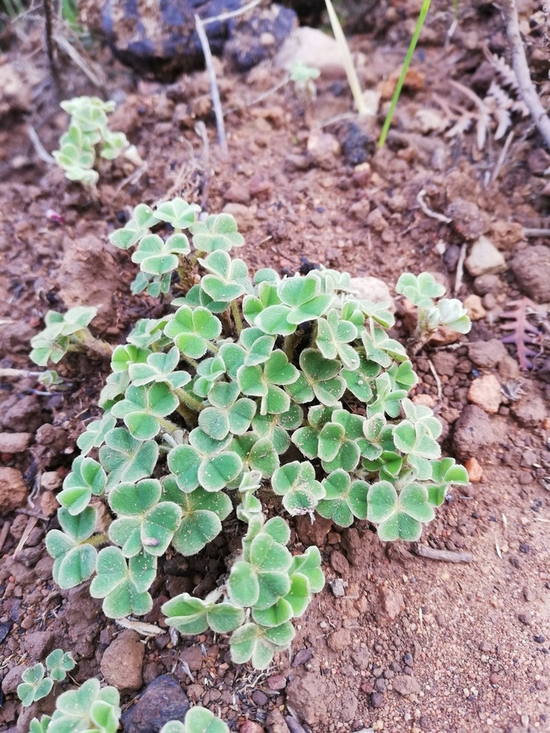 Oxalis lanata photo 2