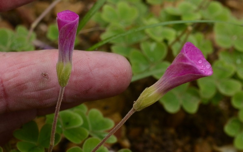Oxalis lanata photo 3