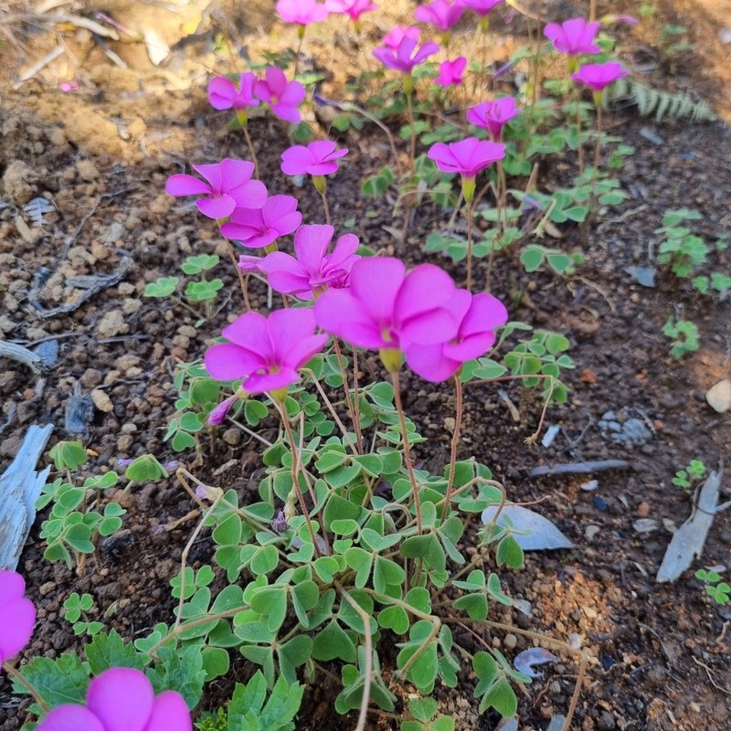 Oxalis lanata photo 4