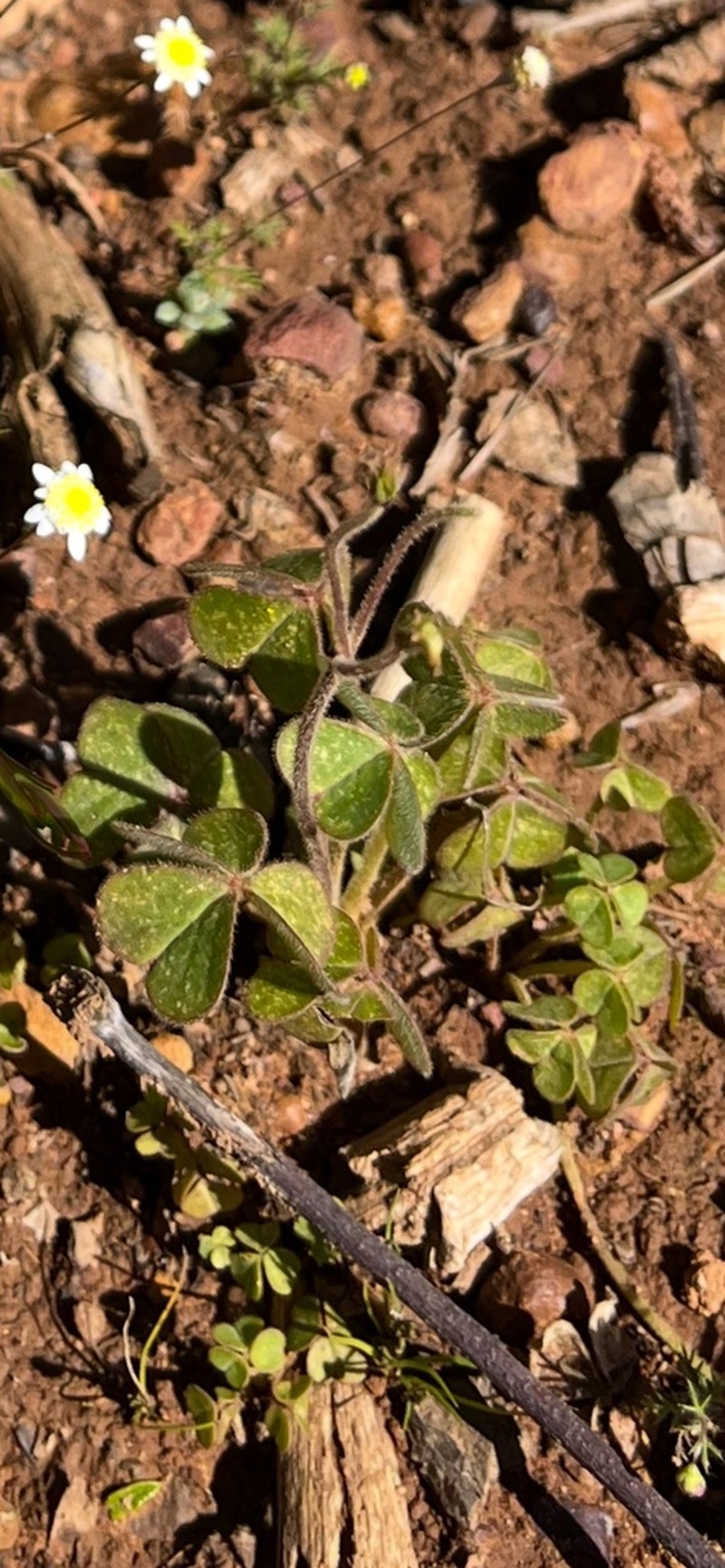 Oxalis lanata photo 5