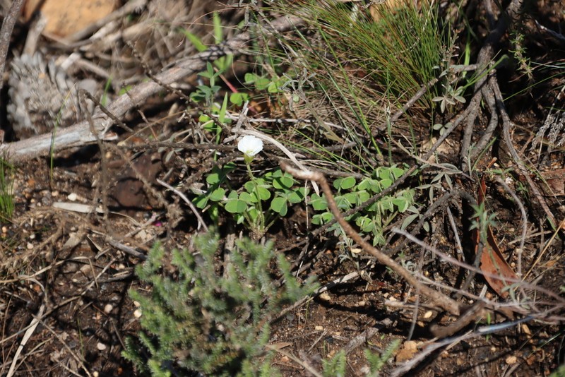 Oxalis lanata photo 6