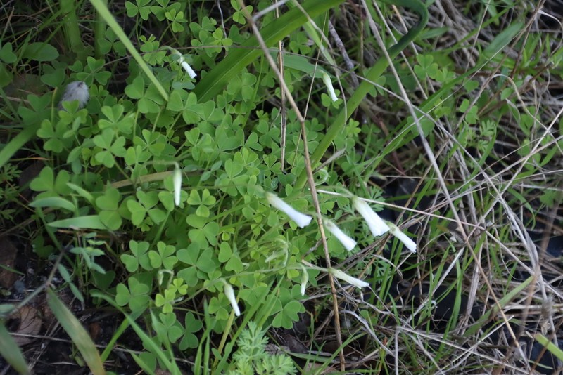 Oxalis lanata photo 7